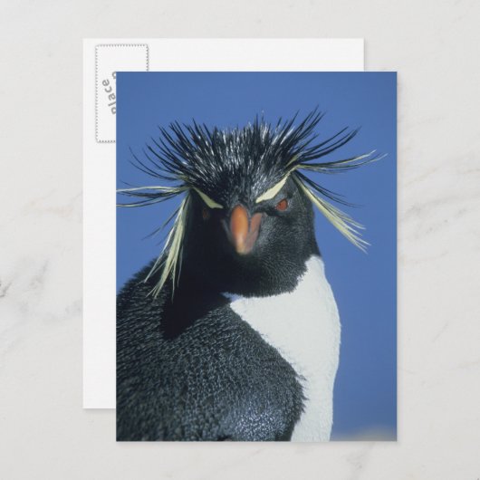 Rockhopper Penguin (Eudyptes chrysocome) Briefkaart (Voorkant / Achterkant)