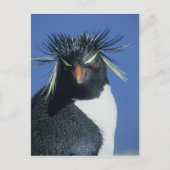 Rockhopper Penguin (Eudyptes chrysocome) Briefkaart (Voorkant)