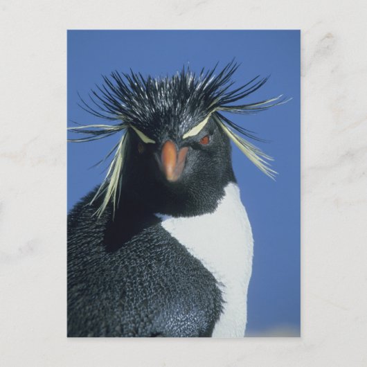Rockhopper Penguin (Eudyptes chrysocome) Briefkaart (Voorkant)