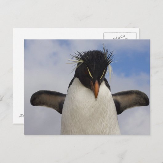 Rockhopper Penguin Eudyptes chrysocome Briefkaart (Voorkant / Achterkant)