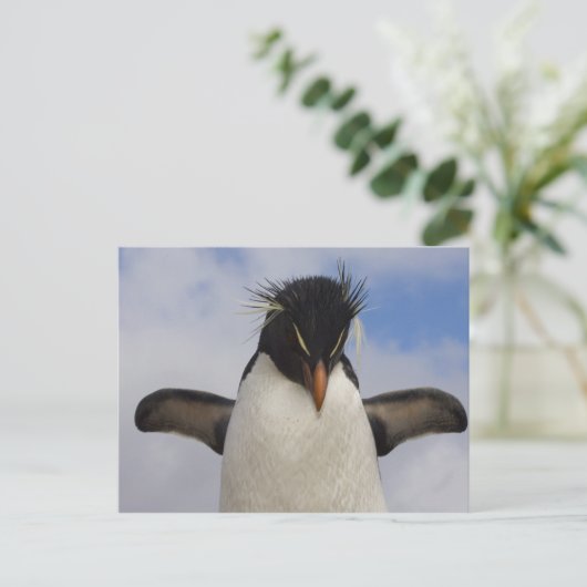 Rockhopper Penguin Eudyptes chrysocome Briefkaart (Staand voorkant)