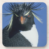 Rockhopper Penguin (Eudyptes chrysocome) Drankjes Onderzetter (Voorkant)