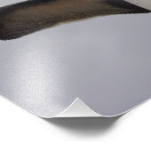 Rockhopper Penguin Eudyptes chrysocome Foto Afdruk (Hoek)