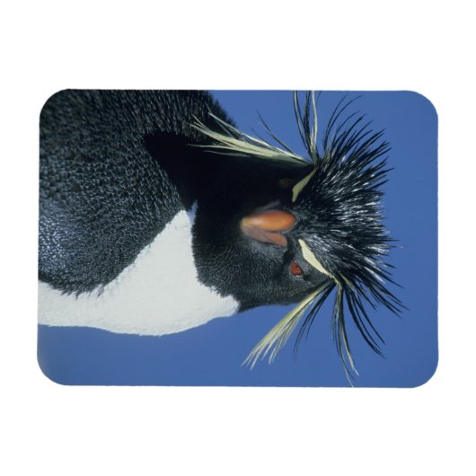 Rockhopper Penguin (Eudyptes chrysocome) Magneet (Horizontaal)