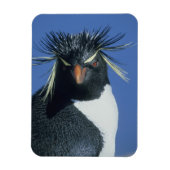 Rockhopper Penguin (Eudyptes chrysocome) Magneet (Verticaal)