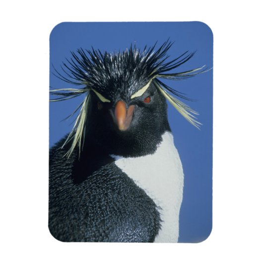 Rockhopper Penguin (Eudyptes chrysocome) Magneet (Verticaal)