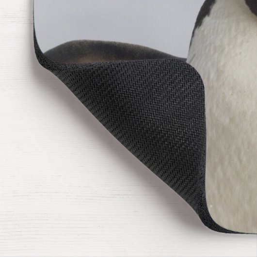 Rockhopper Penguin Eudyptes chrysocome Muismat (Hoek)