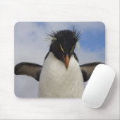 Rockhopper Penguin Eudyptes chrysocome Muismat (Met muis)