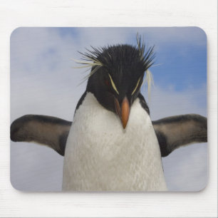 Rockhopper Penguin Eudyptes chrysocome Muismat