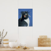 Rockhopper Penguin (Eudyptes chrysocome) Poster (Keuken)