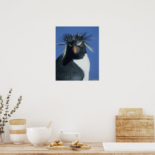 Rockhopper Penguin (Eudyptes chrysocome) Poster (Keuken)