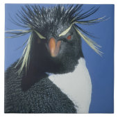 Rockhopper Penguin (Eudyptes chrysocome) Tegeltje (Voorkant)