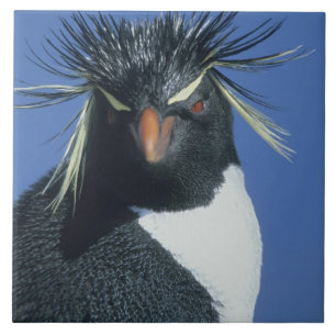 Rockhopper Penguin (Eudyptes chrysocome) Tegeltje