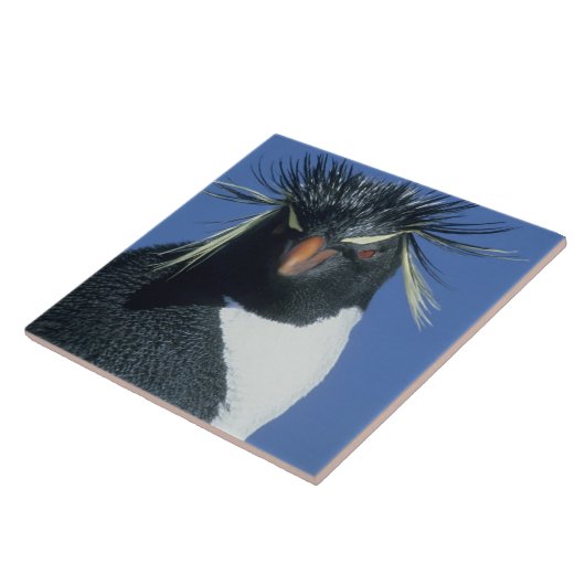 Rockhopper Penguin (Eudyptes chrysocome) Tegeltje (Zijkant)