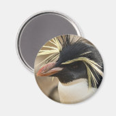 Rockhopper Penguin Magnet (Voorkant / Achterkant)