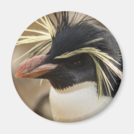 Rockhopper Penguin Magnet (Voorkant)