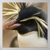 Rockhopper Penguin Poster (Voorkant)