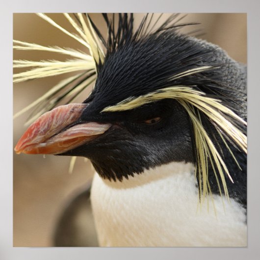 Rockhopper Penguin Poster (Voorkant)