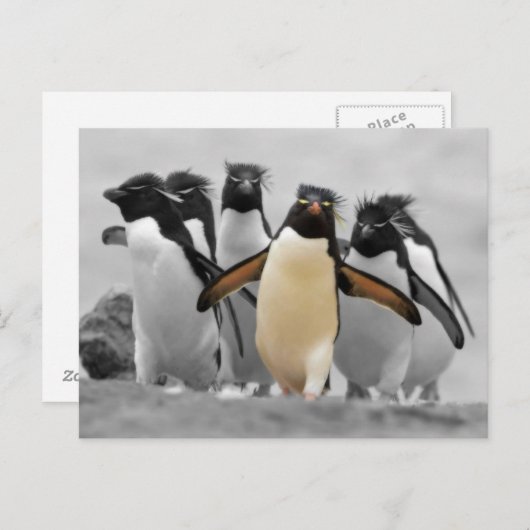Rockhopper Penguins Briefkaart (Voorkant / Achterkant)