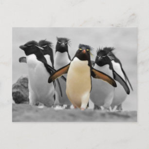 Rockhopper Penguins Briefkaart