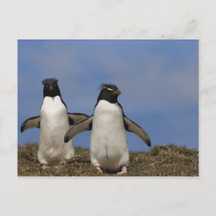 Rockhopper Penguins Eudyptes chrysocome Briefkaart