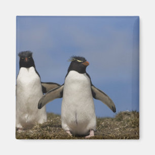 Rockhopper Penguins Eudyptes chrysocome Magneet
