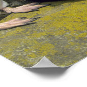 Rockhopper Penguins (Eudyptes chrysocome), Poster (Hoek)