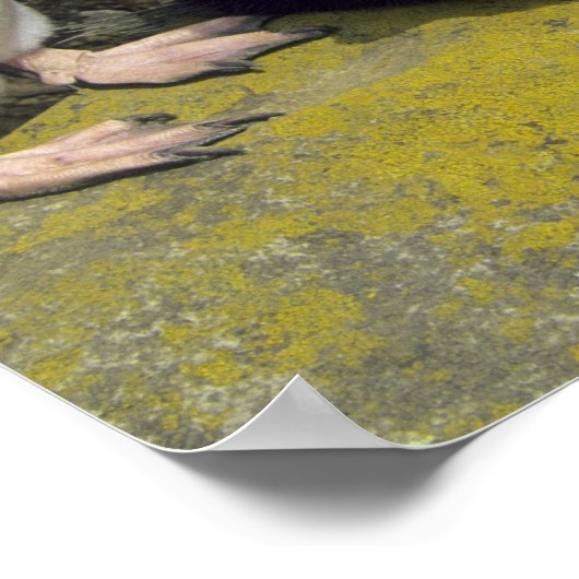 Rockhopper Penguins (Eudyptes chrysocome), Poster (Hoek)