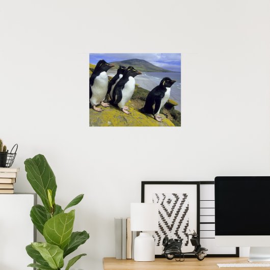 Rockhopper Penguins (Eudyptes chrysocome), Poster (Thuiskantoor)