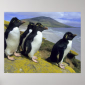 Rockhopper Penguins (Eudyptes chrysocome), Poster (Voorkant)