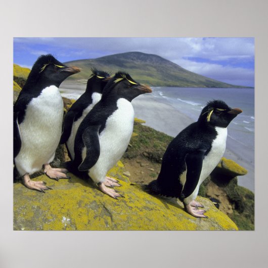 Rockhopper Penguins (Eudyptes chrysocome), Poster (Voorkant)