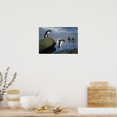 Rockhopper Penguins, Eudyptes chrysocome), Poster (Keuken)
