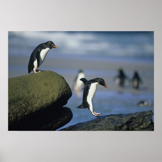 Rockhopper Penguins, Eudyptes chrysocome), Poster (Voorkant)