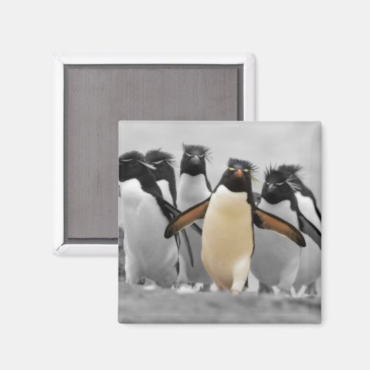 Rockhopper Penguins Magneet (Voorkant / Achterkant)