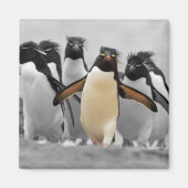 Rockhopper Penguins Magneet (Voorkant)