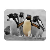 Rockhopper Penguins Magneet (Horizontaal)
