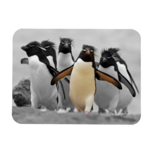 Rockhopper Penguins Magneet (Horizontaal)