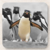 Rockhopper Penguins Onderzetter (Voorkant)