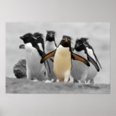 Rockhopper Penguins Poster (Voorkant)