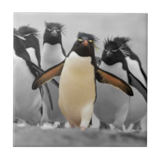 Rockhopper Penguins Tegeltje (Voorkant)