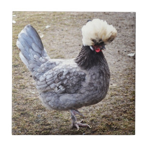 Rockin de Pompadour Rooster Tile Tegeltje