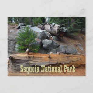 Rocks and Trees, Sequoia National Park Briefkaart