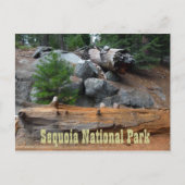 Rocks and Trees, Sequoia National Park Briefkaart (Voorkant)
