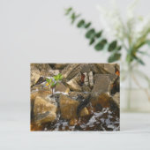 Rocks Cement Blocks en Mangrove Seedling Briefkaart (Staand voorkant)