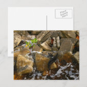 Rocks Cement Blocks en Mangrove Seedling Briefkaart (Voorkant / Achterkant)