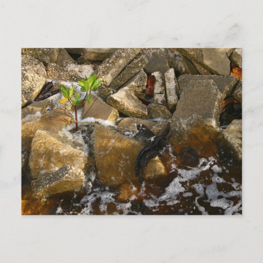 Rocks Cement Blocks en Mangrove Seedling Briefkaart (Voorkant)