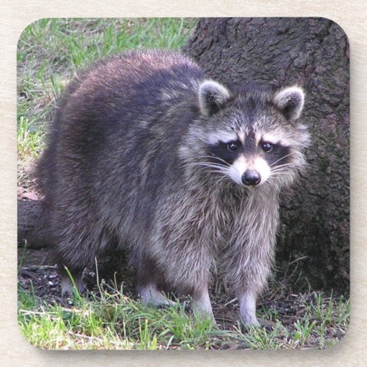 Rocky de Raccoon Bier Onderzetter (Voorkant)