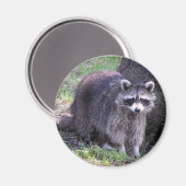 Rocky de Raccoon Magneet (Voorkant / Achterkant)