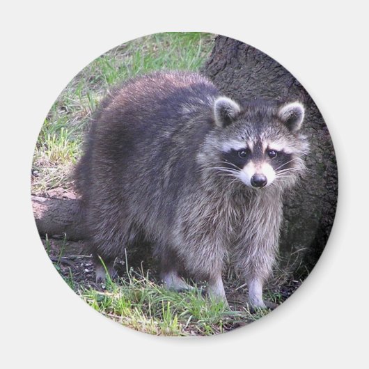 Rocky de Raccoon Magneet (Voorkant)