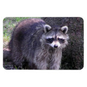 Rocky de Raccoon Magneet (Horizontaal)